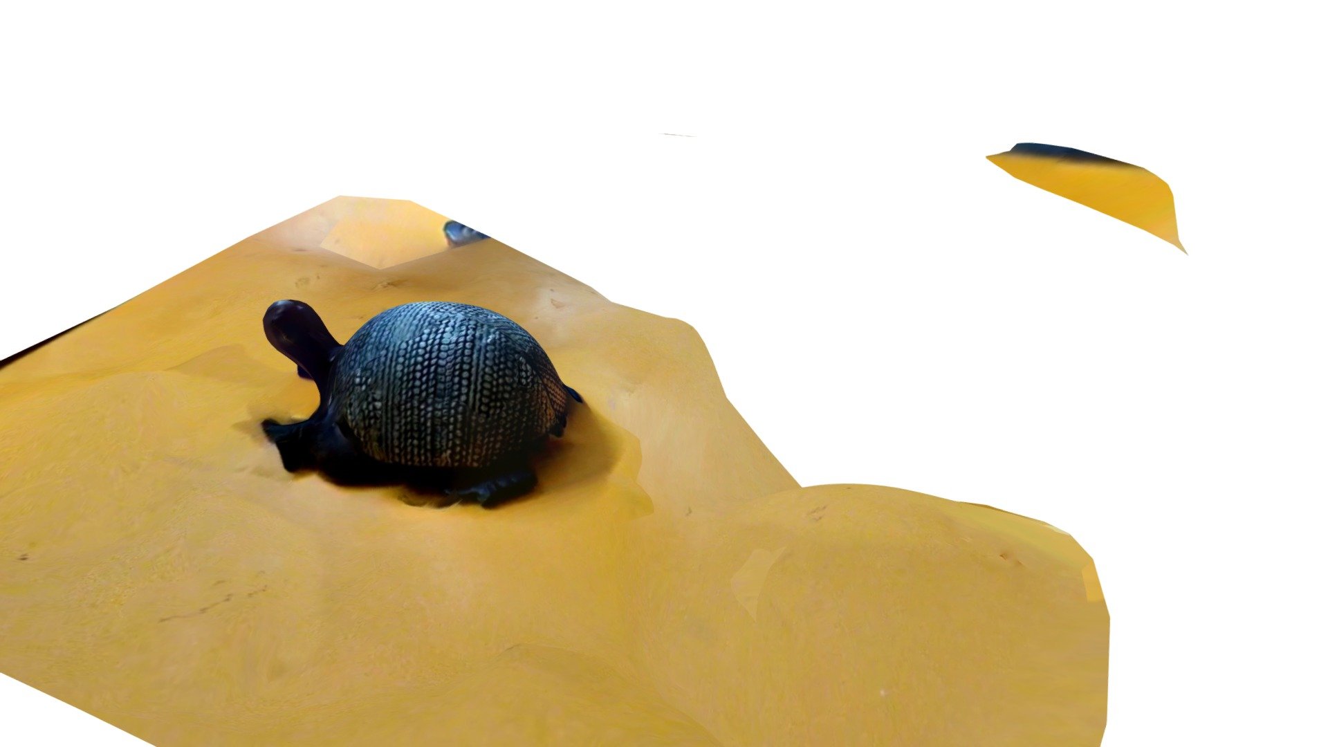 Turtle 3D scanned