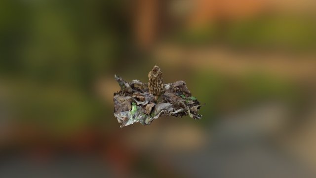Wisconsin Morel Mushroom 3D Model