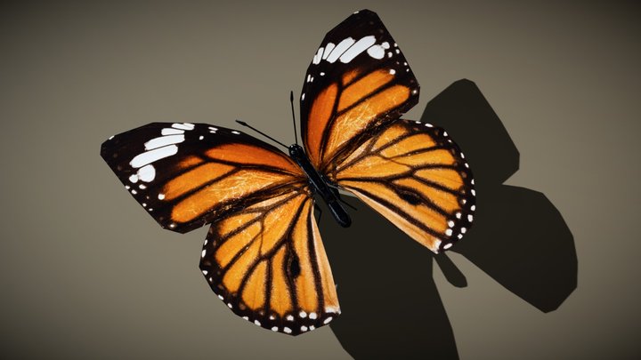 3DRT - birds and critters - butterfly-05 3D Model