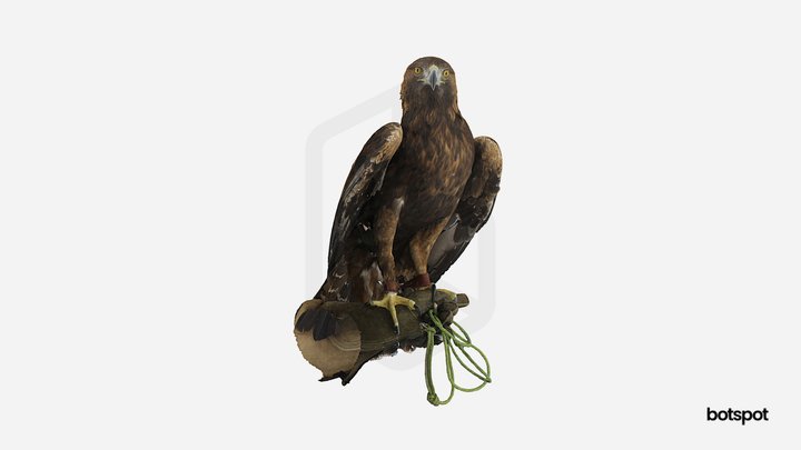 Fullbody scan // Alive eagle 3D Model