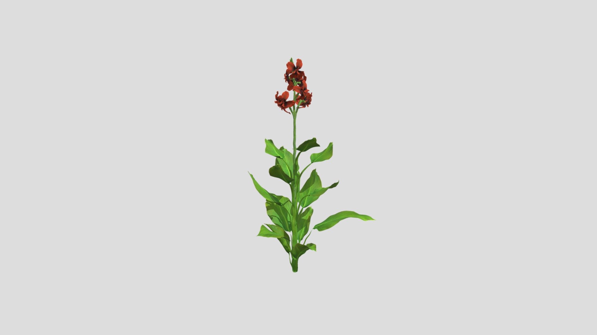 Canna Indica 41 AM214 Archmodel - Buy Royalty Free 3D model by ...