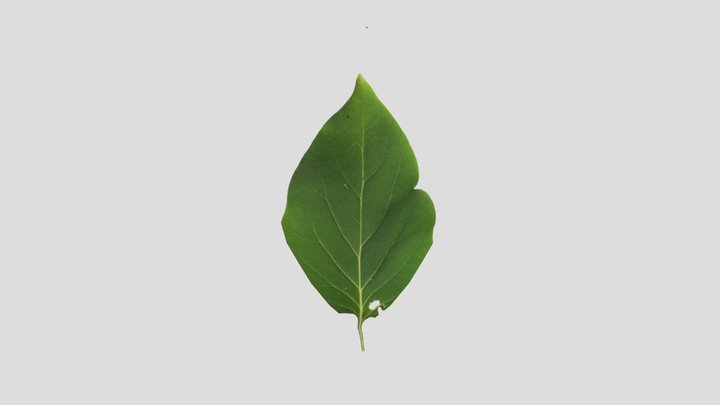 Leaf 3D Model