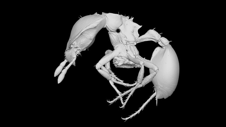 Myrmicinae 3D Model