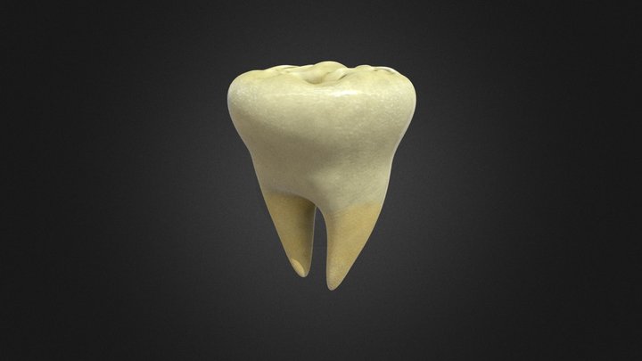 Tooth HP 3D Model