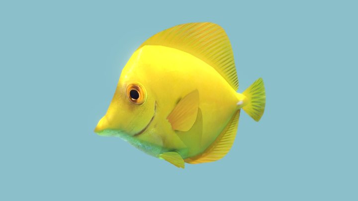 Yellow Tang Fish 3D Model