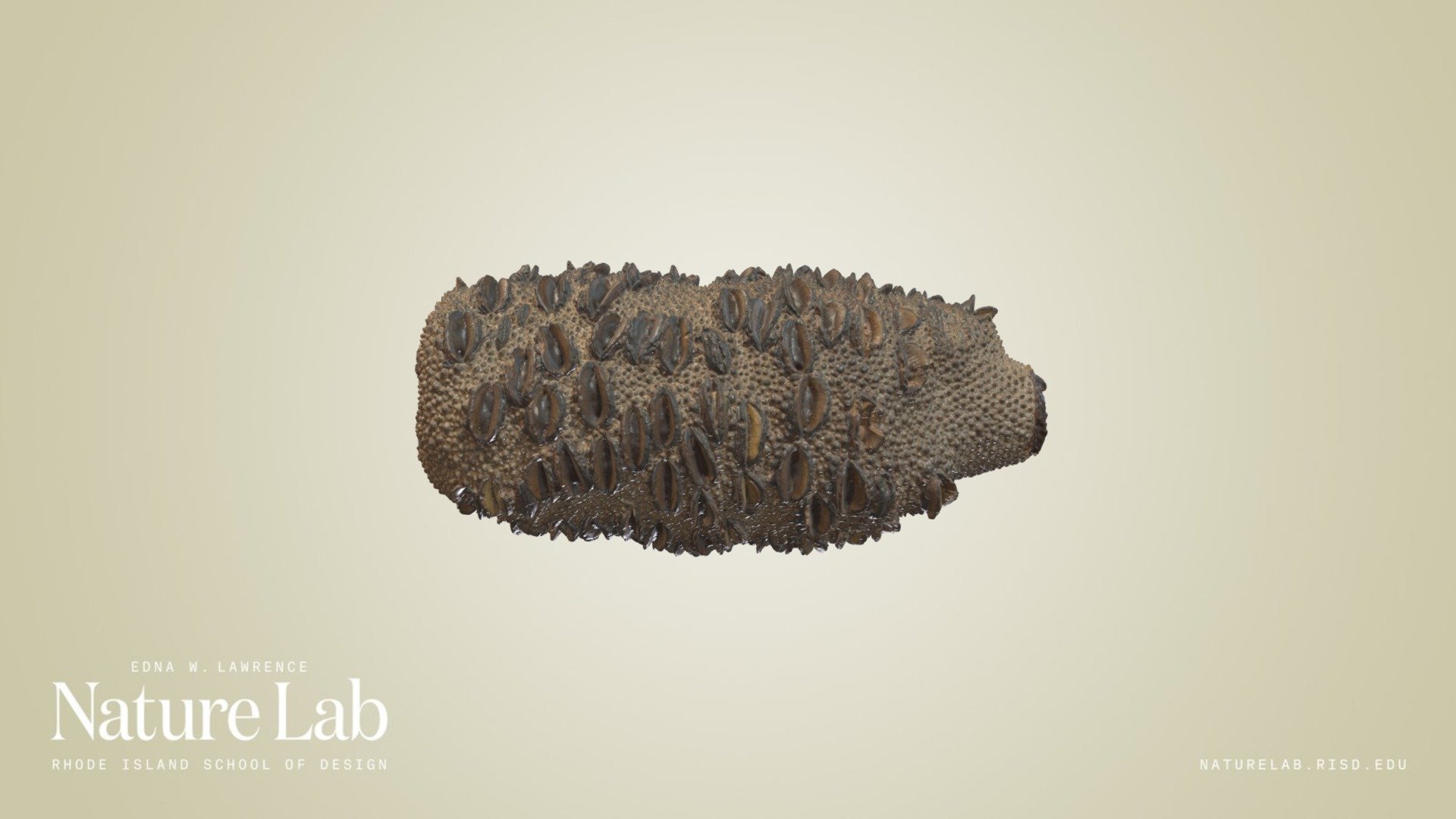 Banksia Seed Pod