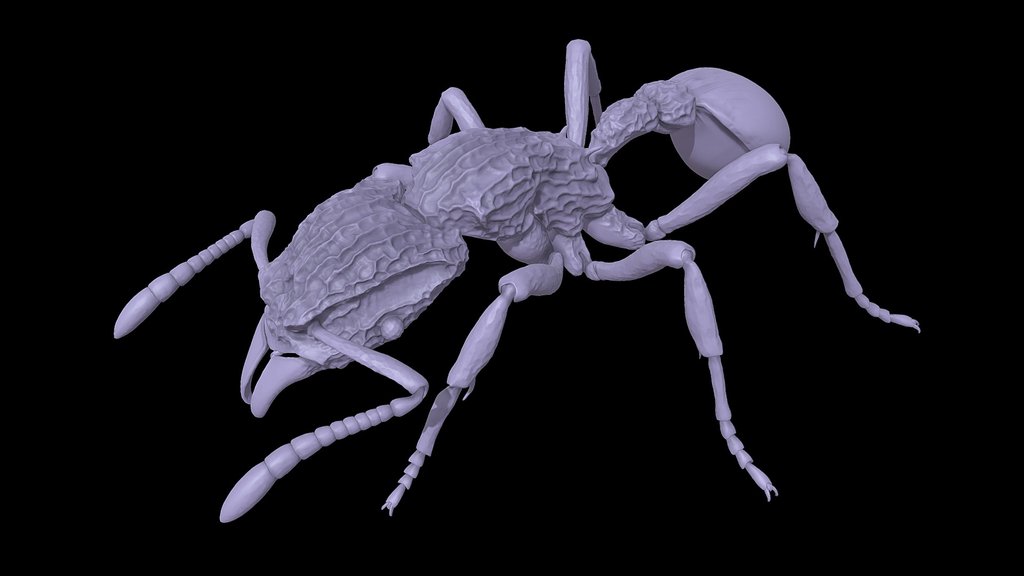 Dacetinops