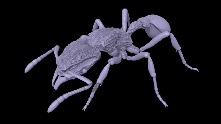Dacetinops – Kostenloses 3D-Modell STL
