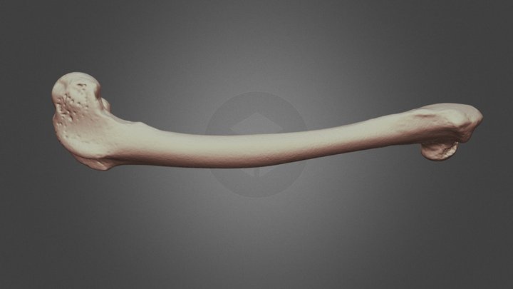 Vest School Canine Femur 3D Model