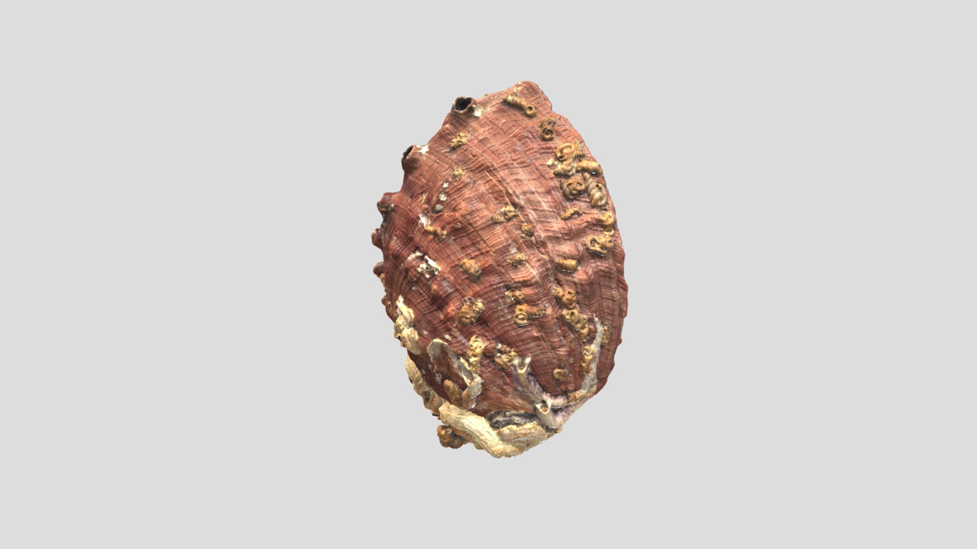 3D model Red Abalone ( Haliotis rufescens) Shell - This is a 3D model of the Red Abalone ( Haliotis rufescens) Shell. The 3D model is about a piece of wood with a hole in it.