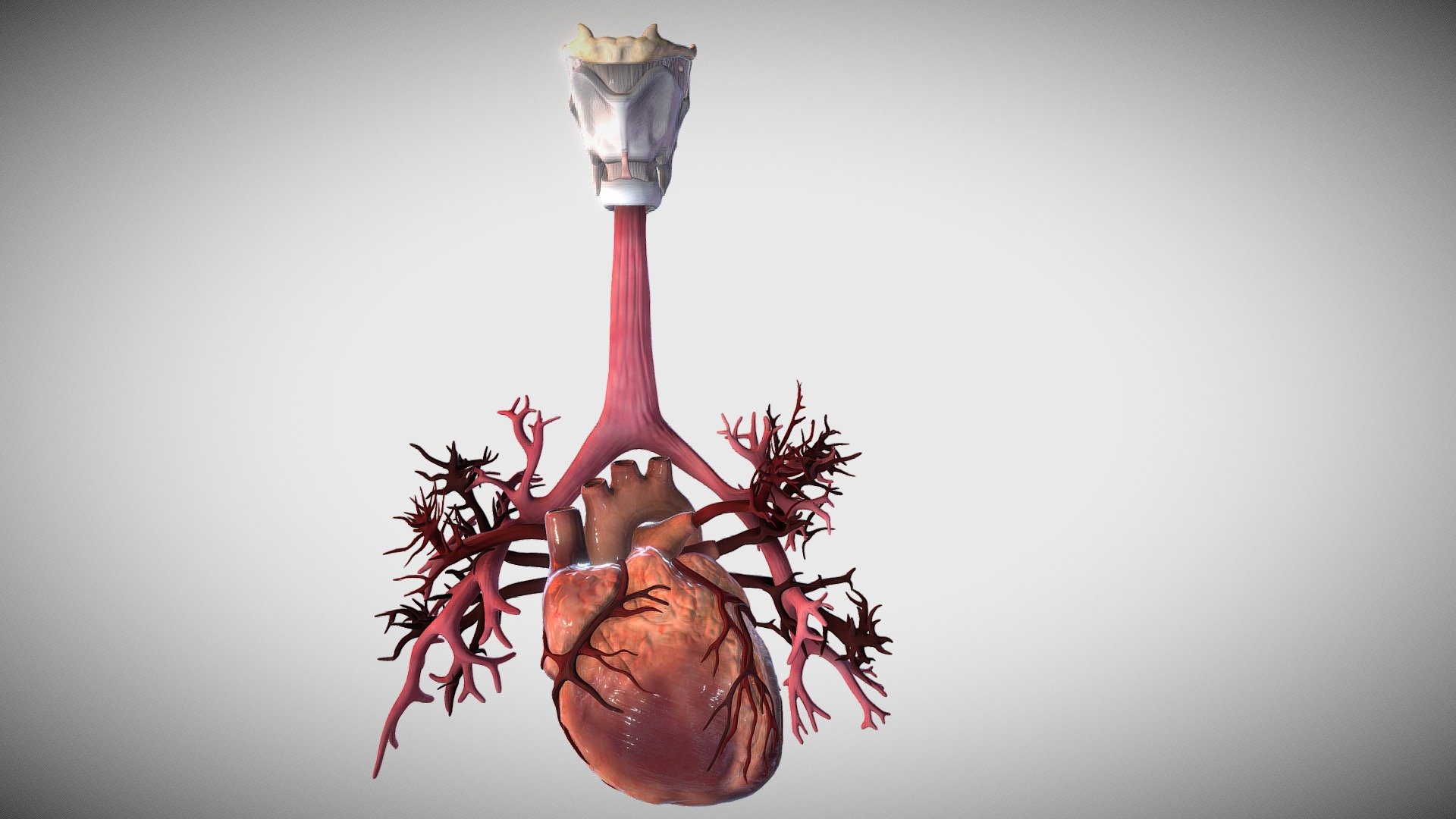 adult heart and bronchial airways — Sketchfab embed 3D viewer