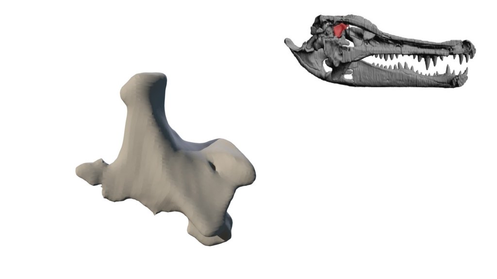 Alligator Laterosphenoid