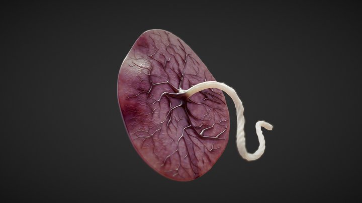 Placenta Anatomy 3D Model