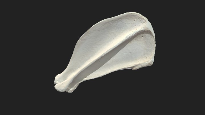 shoulder blade (scapula) dog 3D Model