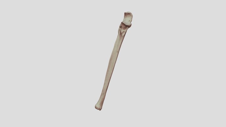 Human Ulna Bone 3D Model