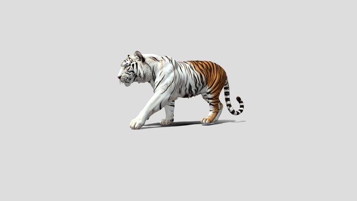 White Black Tiger 3d model free – Modello 3D gratuito STL