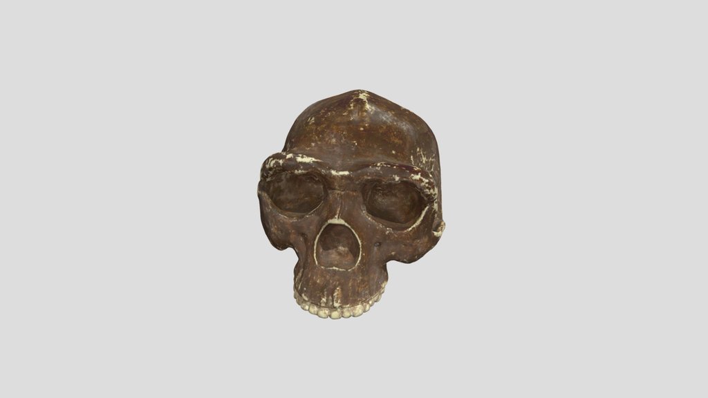 Zhoukoudian (Peking man) - Skull