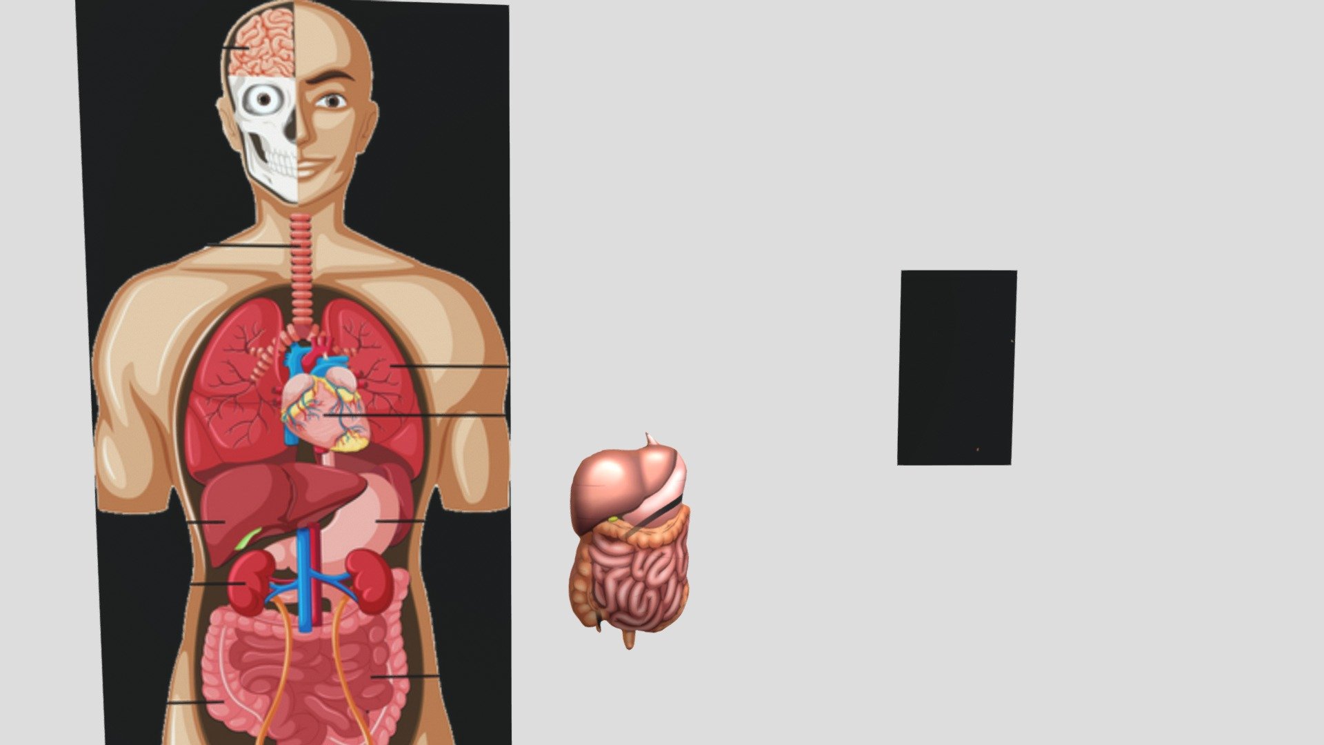 2 organ tubuh manusia - 3D model by Risma.Ayu [431ec93] - Sketchfab