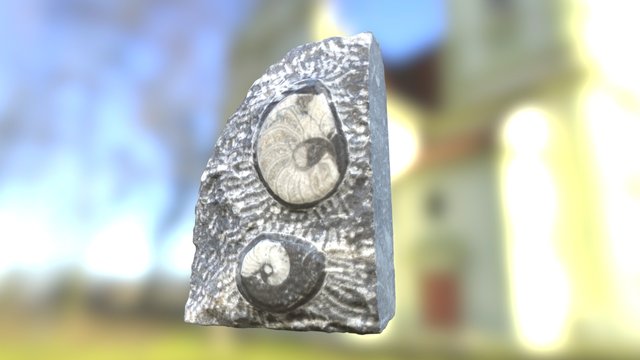 Marble Fossil 3D Model