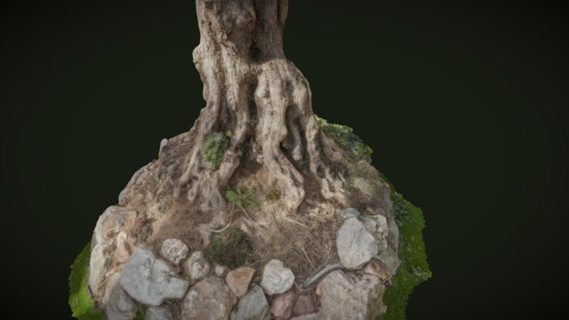 Olive Tree Trunk 3D Model