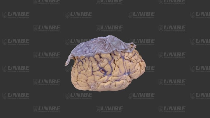 MENINGES 3D Model
