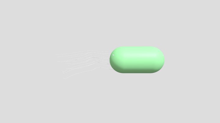 Prokariotic Cell 3D Model