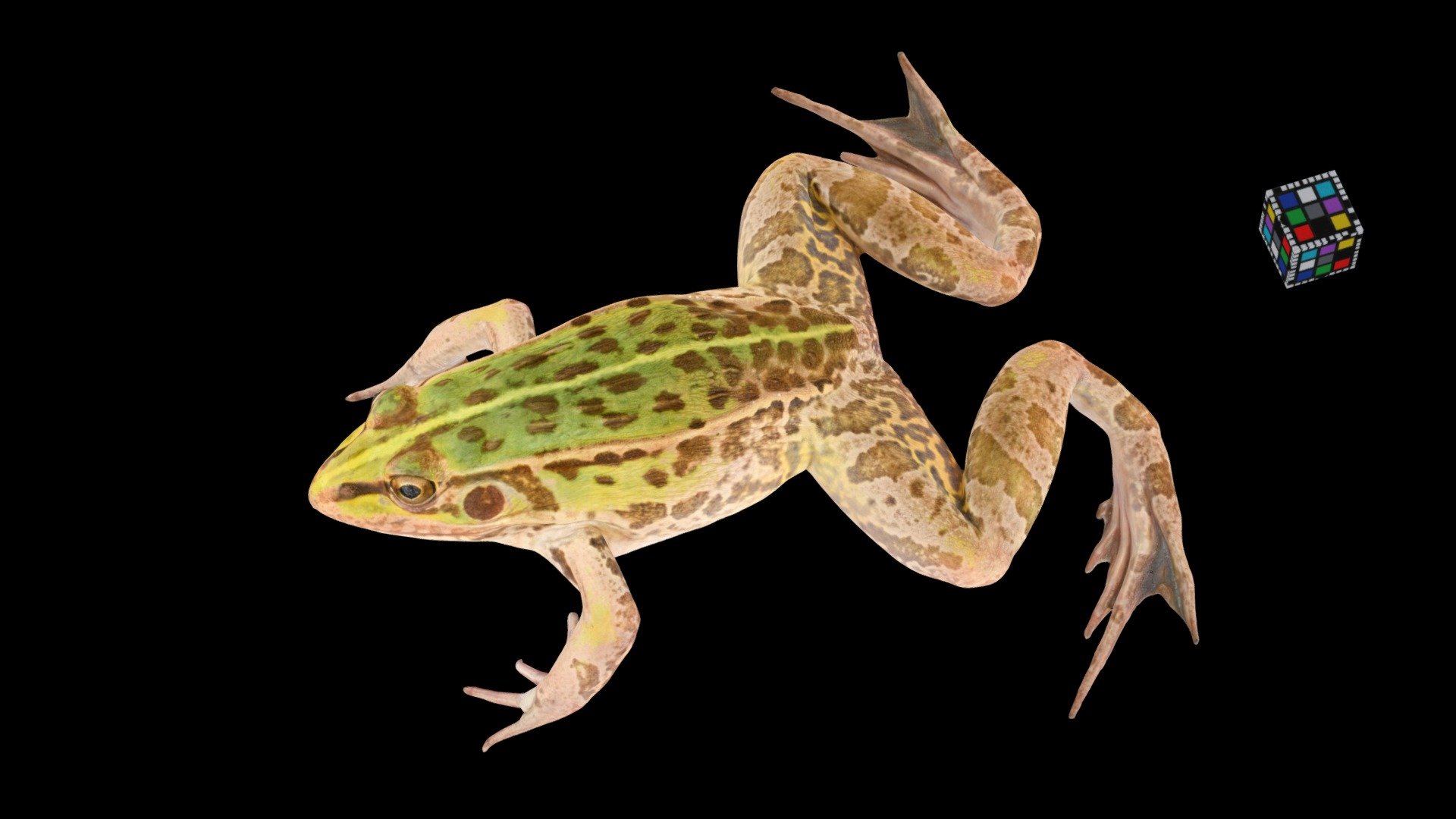 トノサマガエル ♀ Pond Frog, Pelophylax nigromaculatus