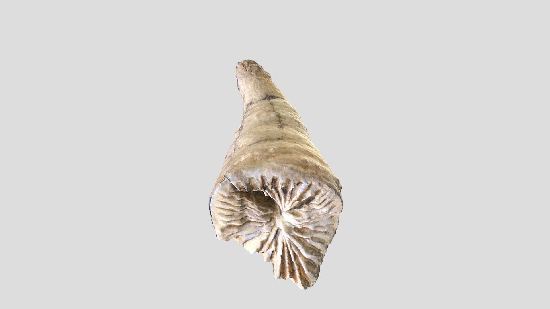 Unknown Fossil