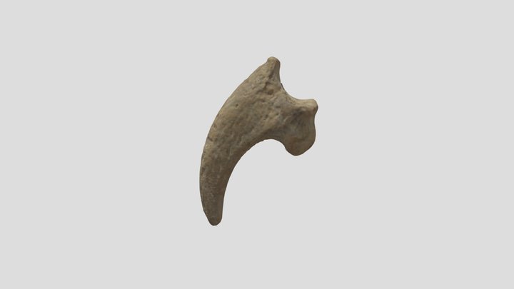 Grotte di Pradis - Falange ungueale di aquila 3D Model