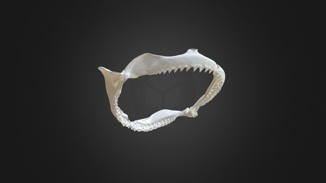 Shark Jaw 3D Model