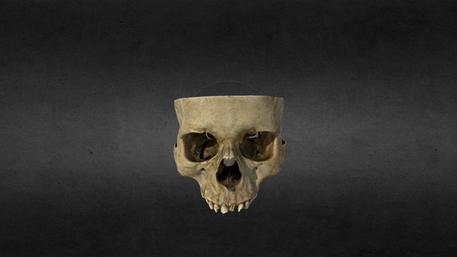 Human Skull 3D Model