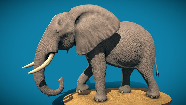 African Bush Elephant model 3D Model