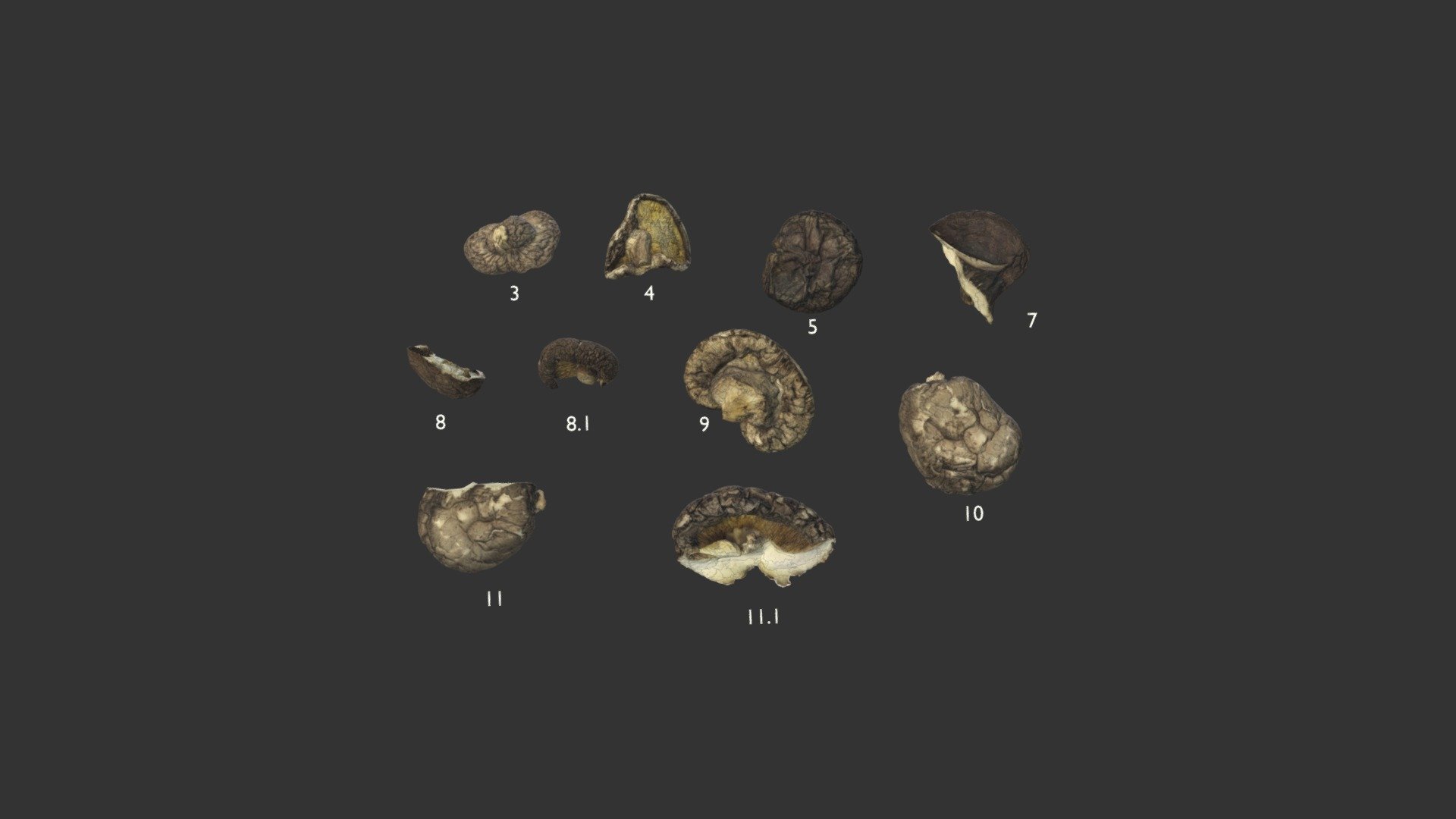 dried mushrooms Download Free 3D model by Andykk (andykwok91011