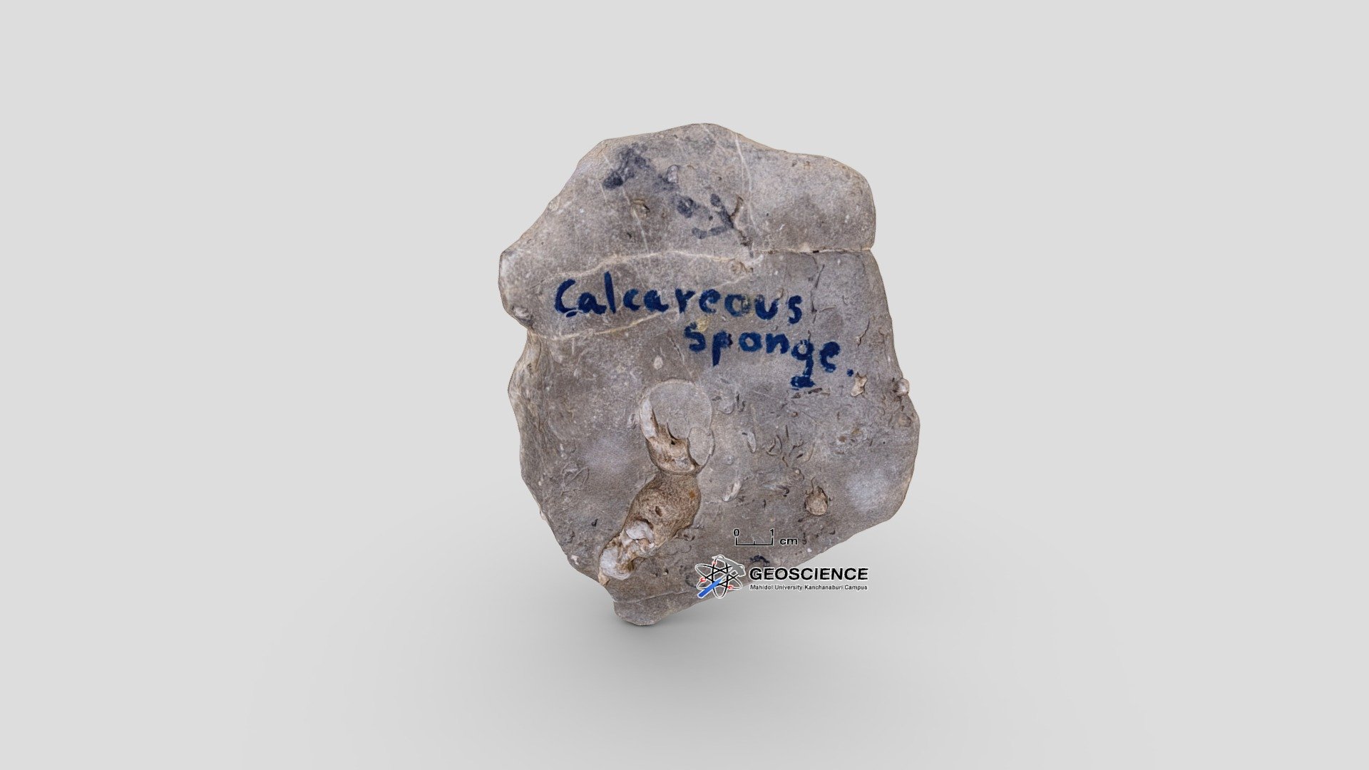 Calcareous Sponge