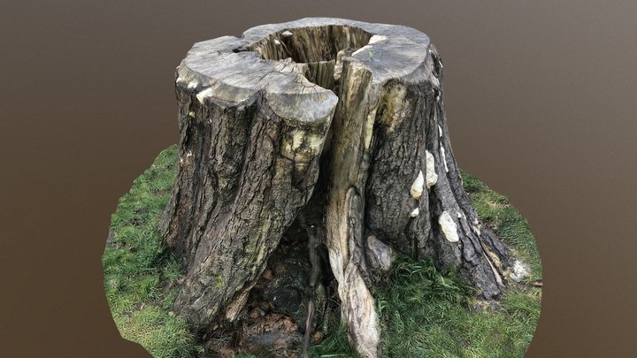 Horse Chestnut Tree Stump. Greenwich Park 3D Model