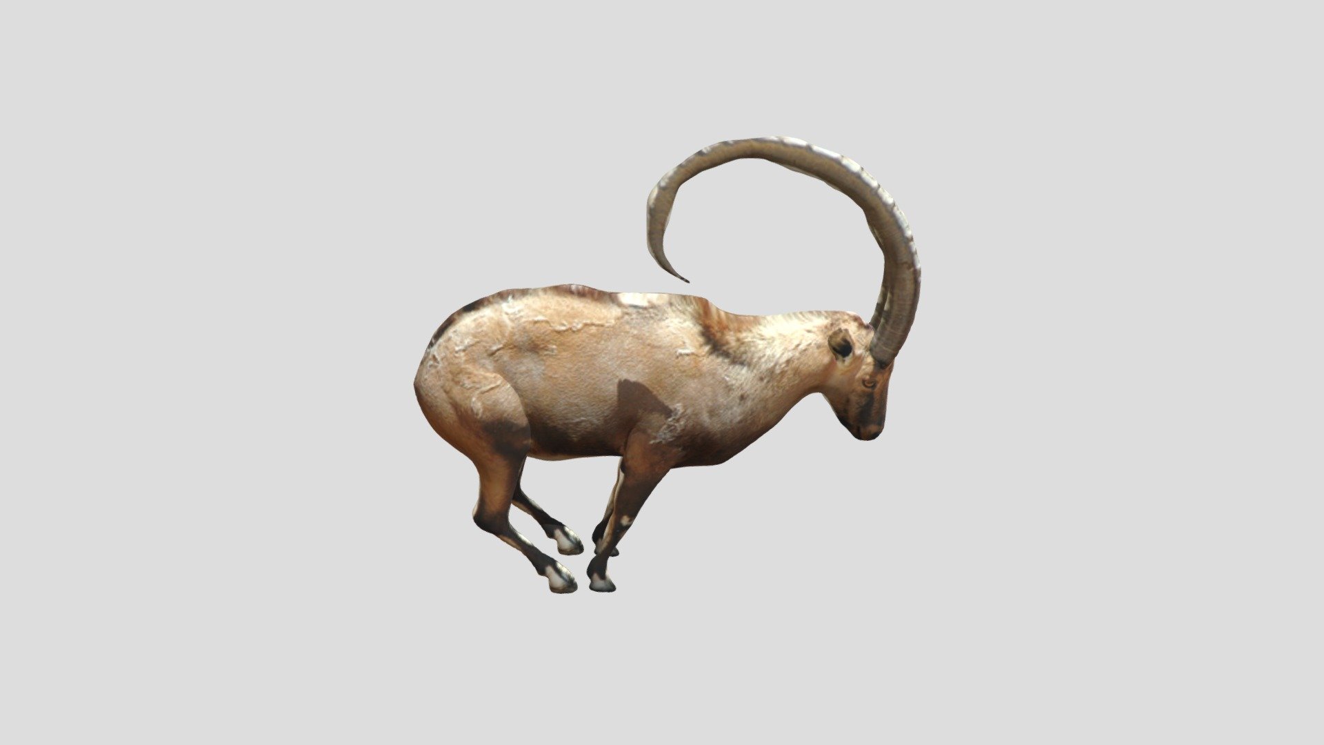 Nubian ibex - Download Free 3D model by Rainbow Yoshi Gun [4336a7f