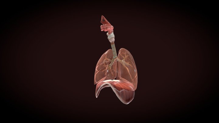mce biology (respiratory system) 3D Model