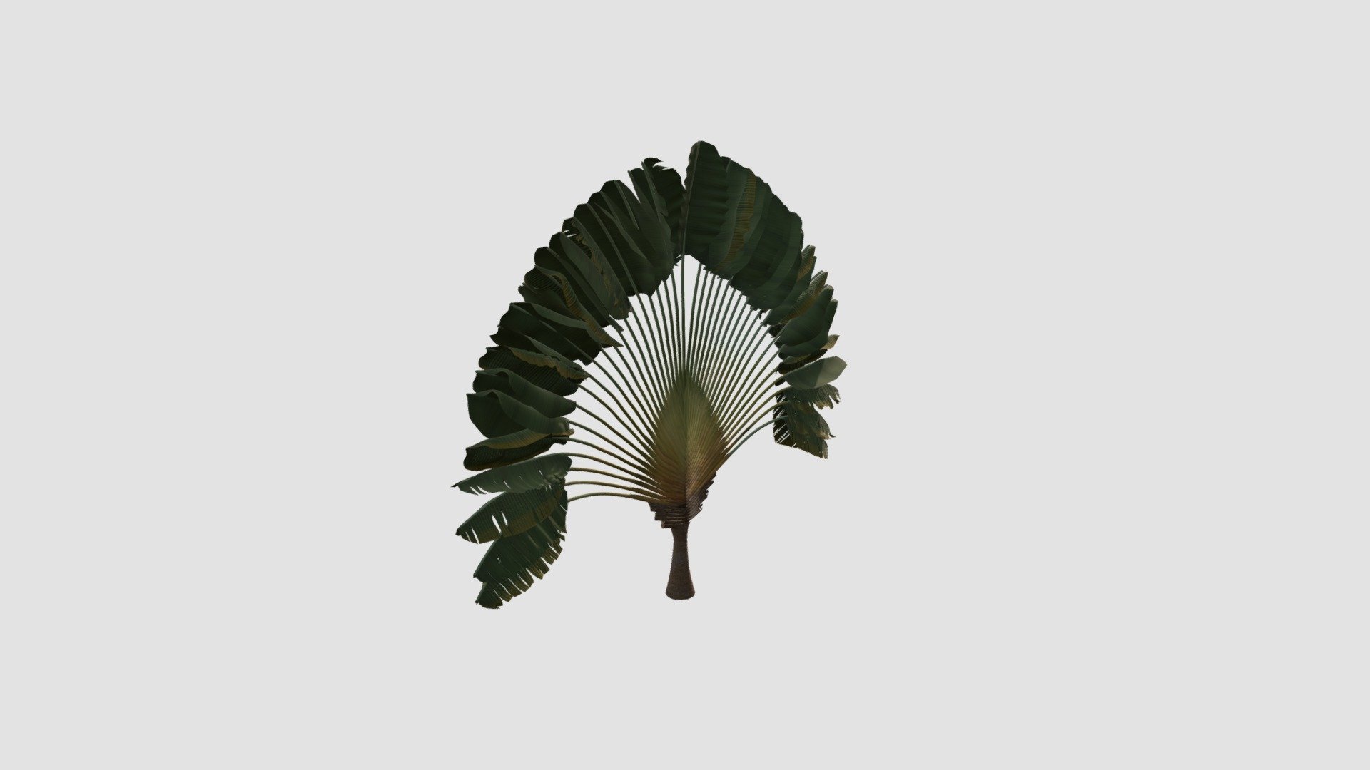 Ravenala madagascariensis Plant - Buy Royalty Free 3D model by ...