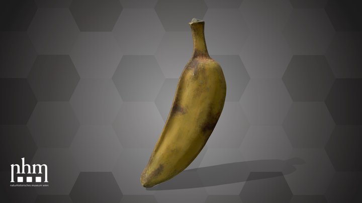 Banana (NHMW-AFW-DING-0046-083) – Modello 3D gratuito STL