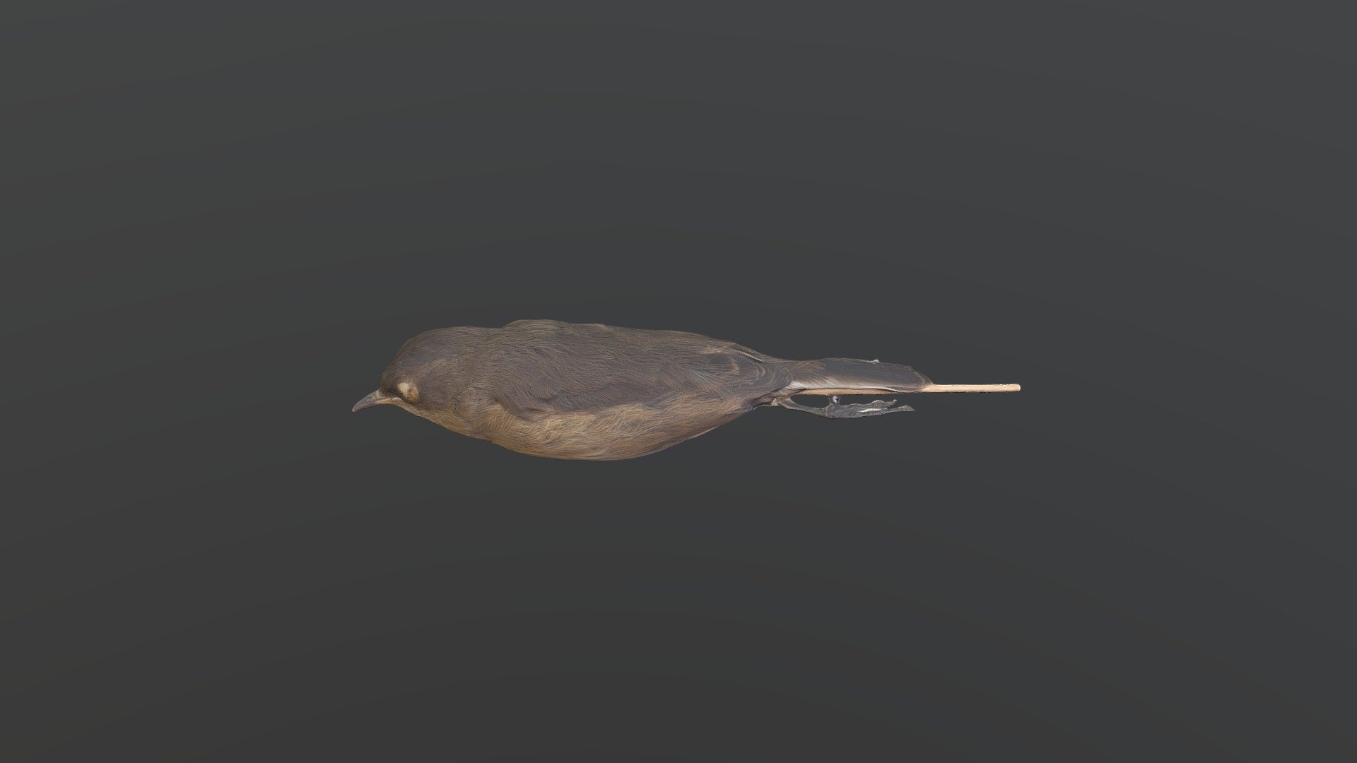 Moorland Chat - Cercomela sordida