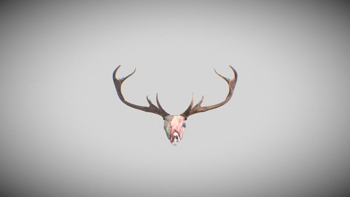 (half-skinned) Red Deer head with Antlers 3D Model