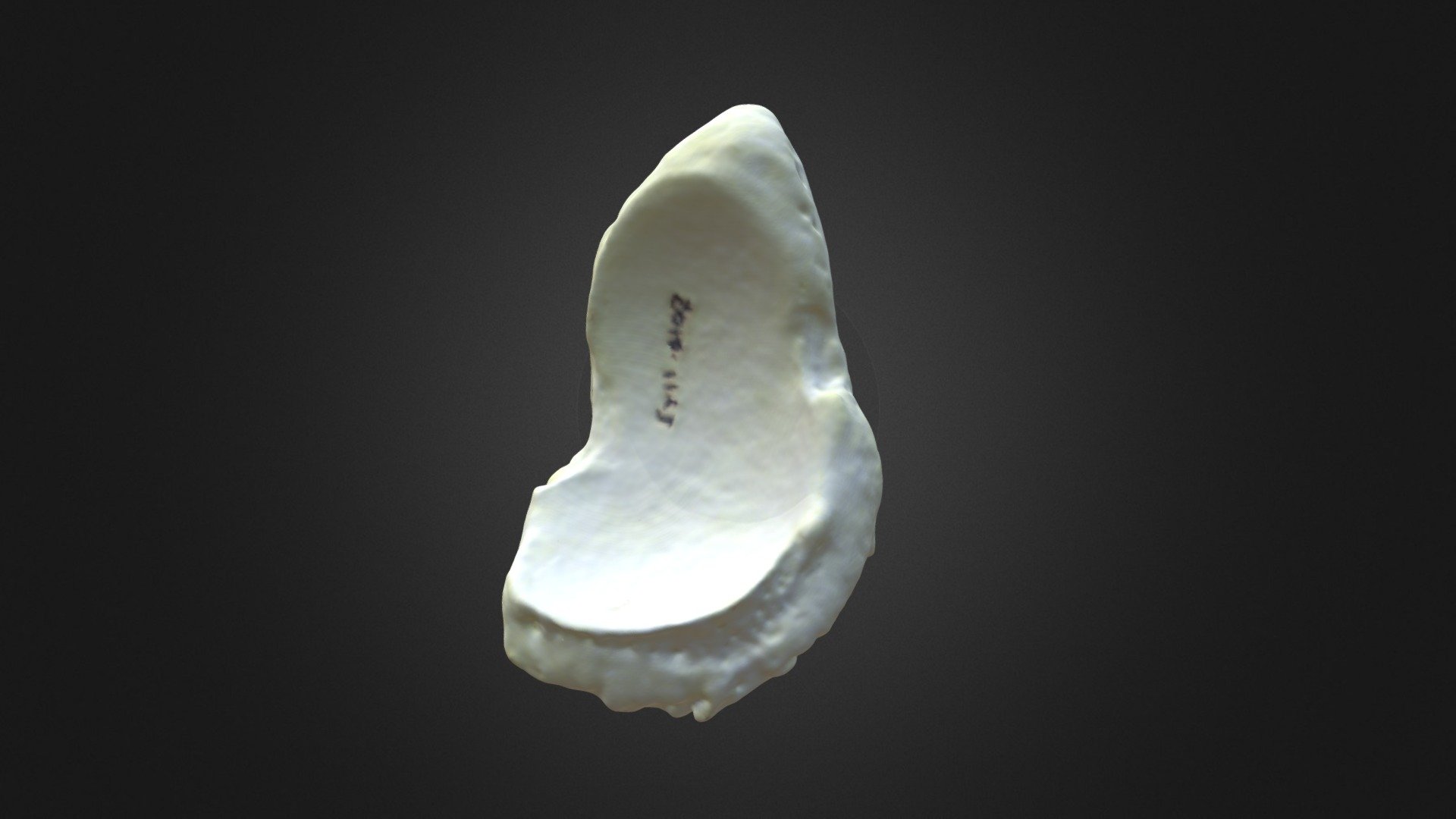 G. gorilla gorilla, navicular (right hindlimb)