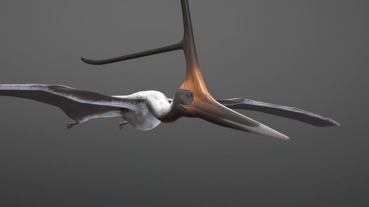 Nyctosaurus male 3D Model