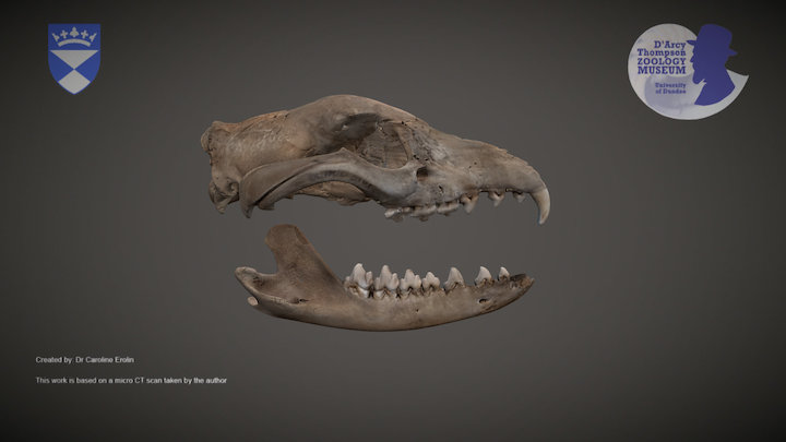 Thylacine Skull