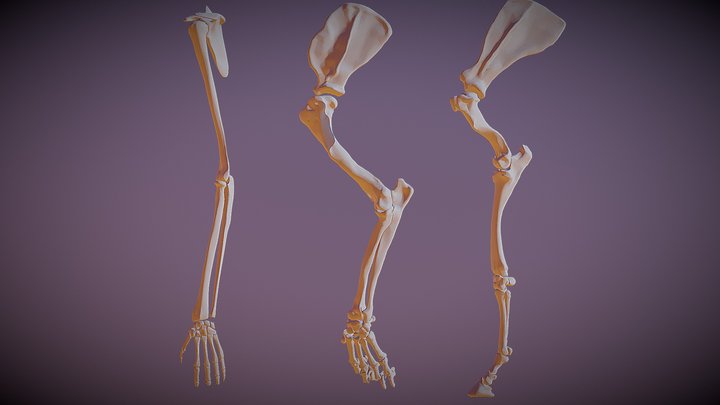 Limb Comparision 3D Model