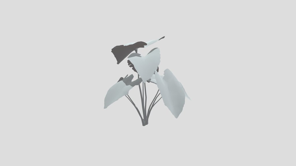 Elephant Ear Taro Plant Med Var