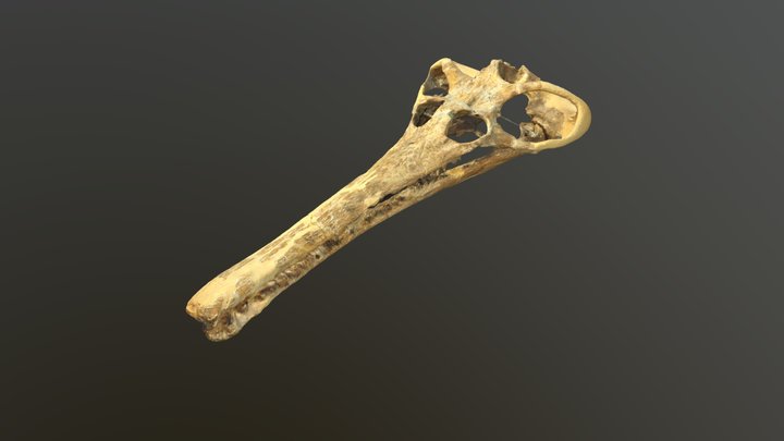 Champsosaurus laramiensis skull D768 3D Model