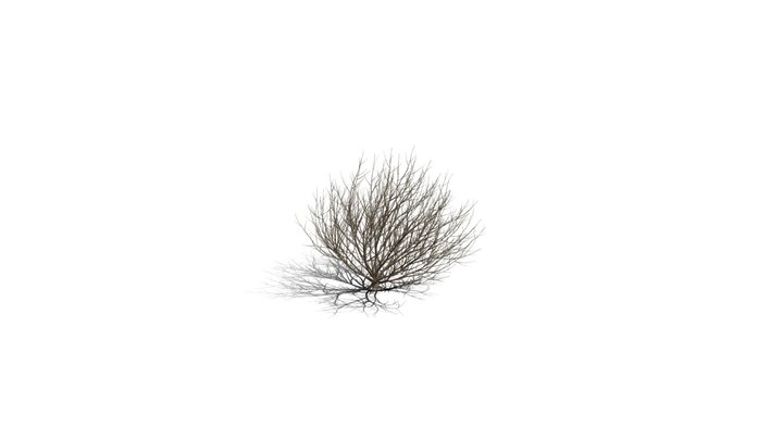 Realistic HD Rosemary willow (70/99) 3D Model