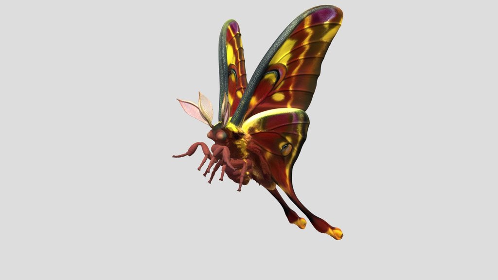 Emberwing Moth butterfly