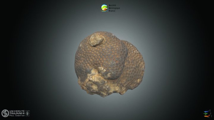 Cnidaire - Corail fossile.